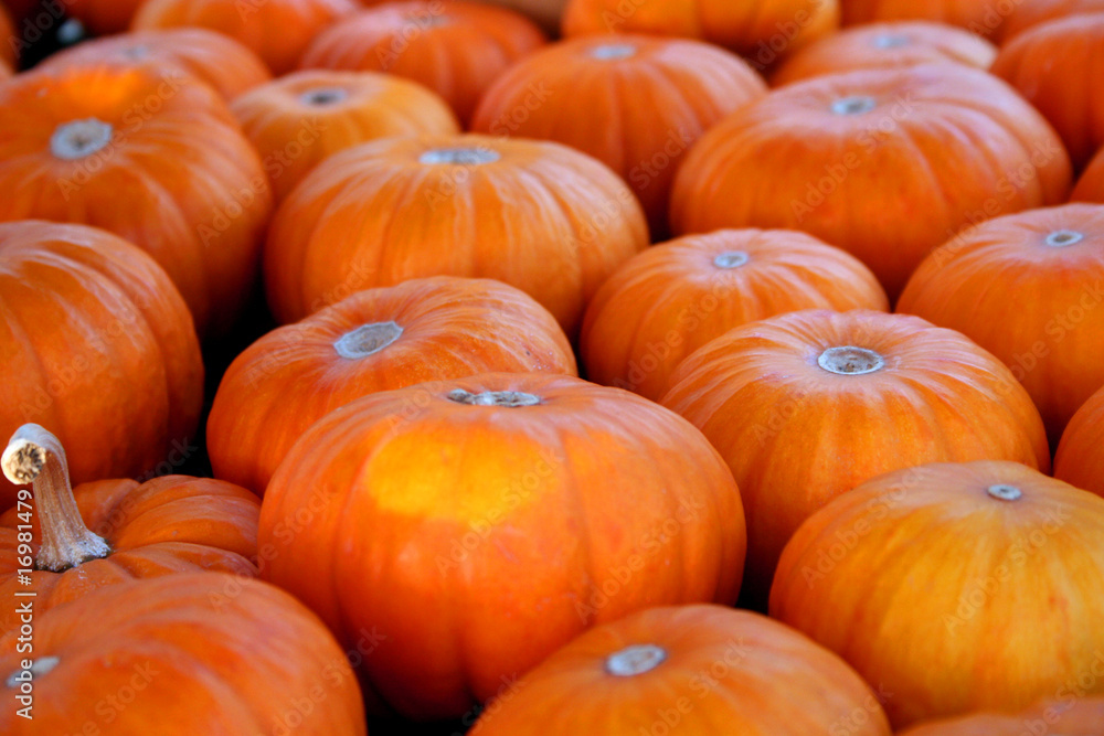 kürbis orange kürbis orange