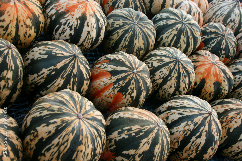 kürbis bunt kürbis bunt