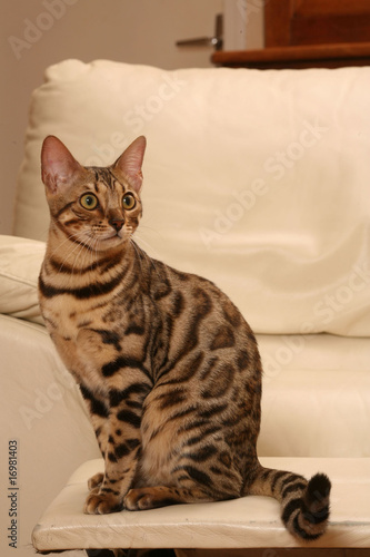 Wallpaper Mural chat du bengal adulte surpris assis sur la table basse Torontodigital.ca