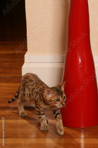 chaton du bengal en exploration marchant sur le parquet photo