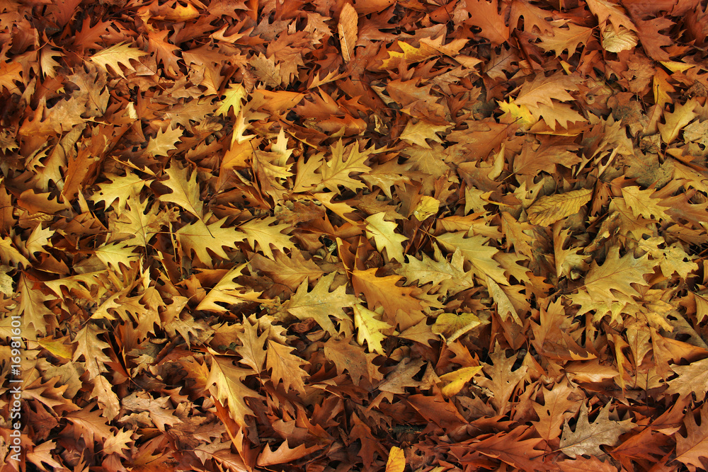 herbstlaub 2 herbstlaub 2