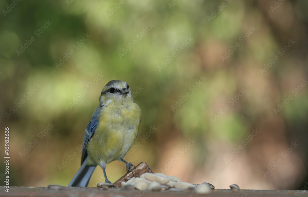 Blaumeise Blaumeise