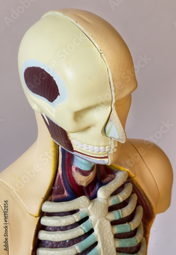 Human body