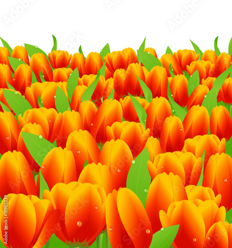 Tulips