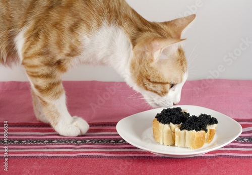 Katze schnuppert an Kaviarhäppchen