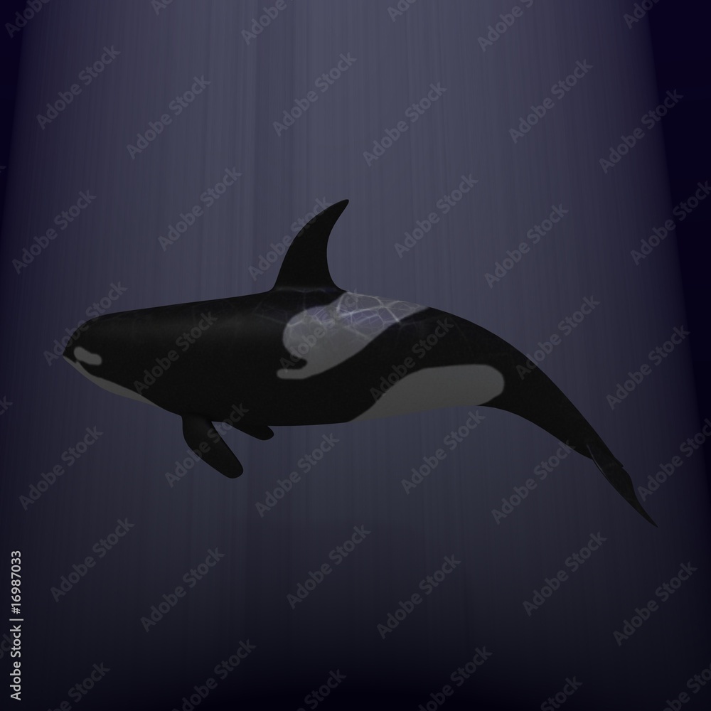 Fototapeta premium orca whale
