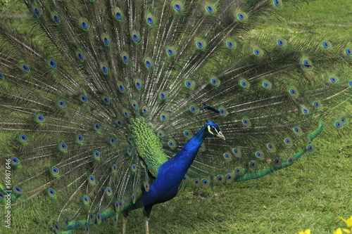 Blauer Pfau photo