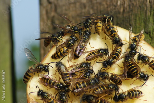 Wasps on an apple