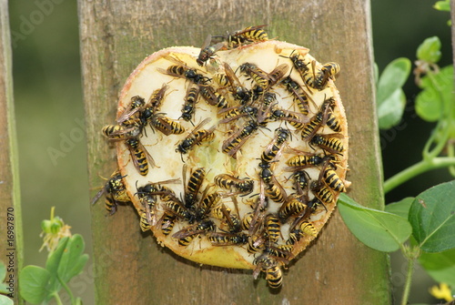 Wasps on an apple