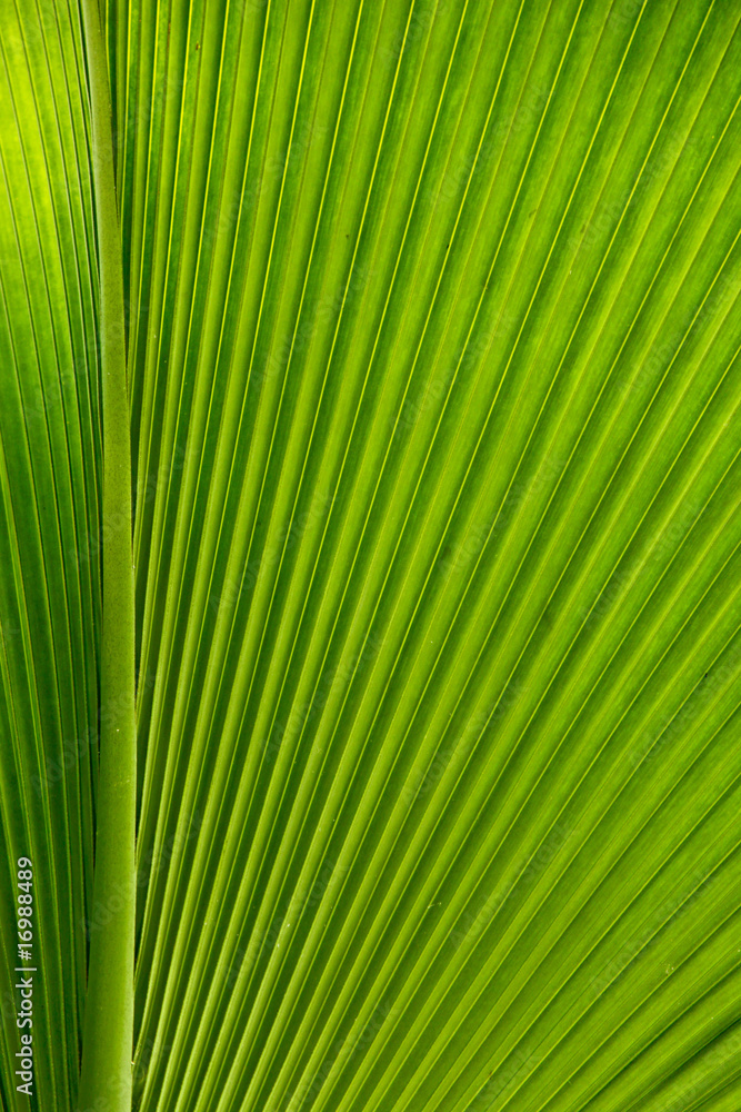 Palmenblatt Struktur Palmenblatt Struktur