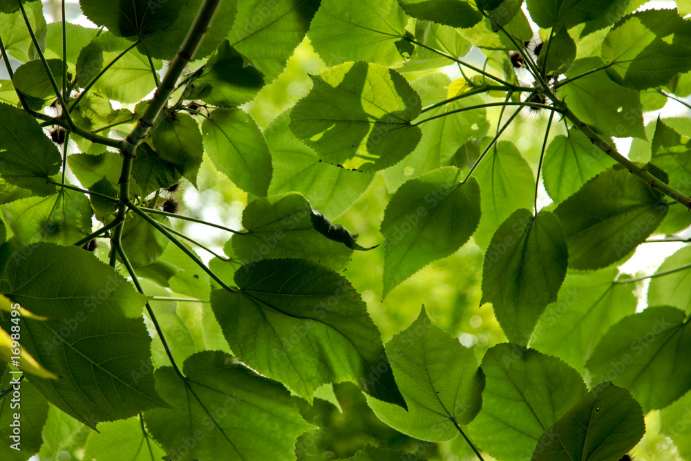 Blätter im Regenwald