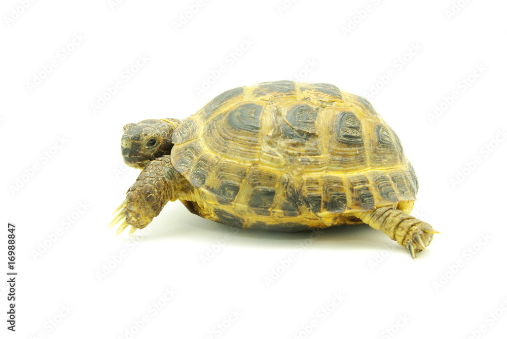 Fototapeta premium turtle