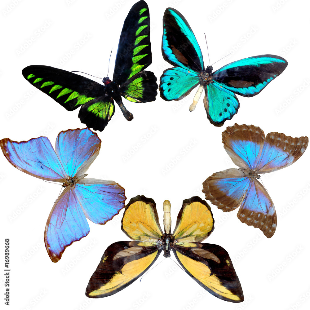 Fototapeta premium wreath from butterfly