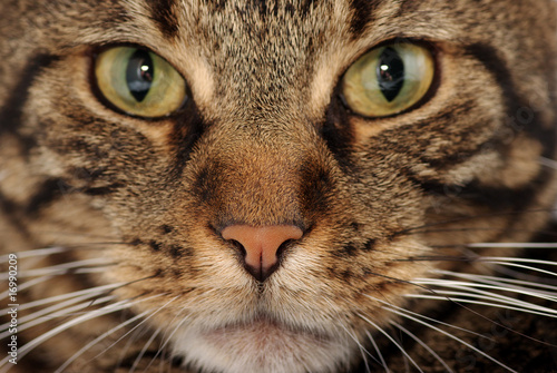 visage d'un chat © Thierry Hoarau