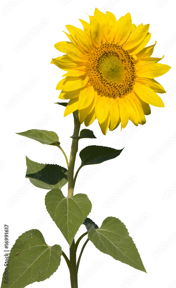 Fototapeta premium refined sunflower isolated