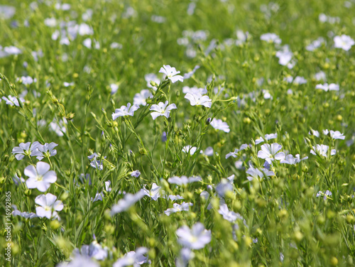 Flaxseed Crop (Linum usitatissimum)