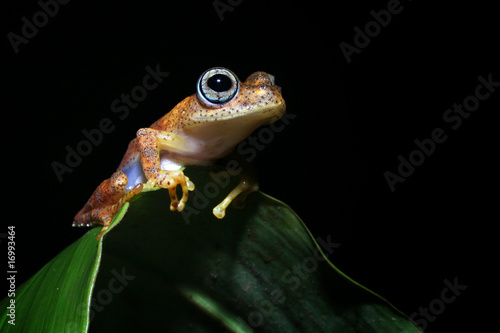 Frosch Boophis Andasibe