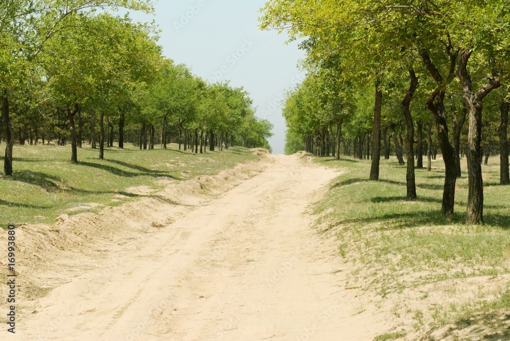 Road in the forest