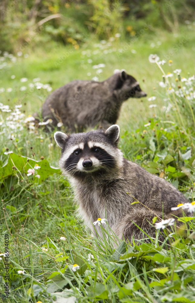 Fototapeta premium Raccoon Pairs