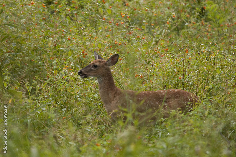 fawn in field of flowers fawn in field of flowers