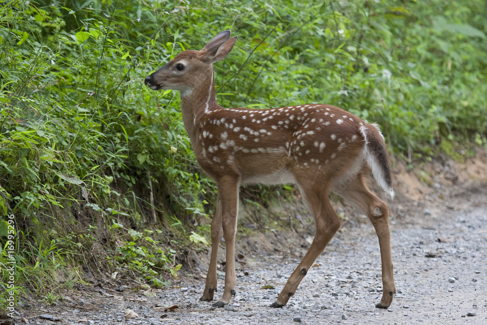 fawn II fawn II