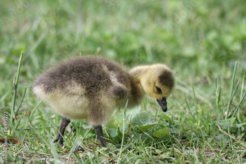 Baby Canada Goose © ntnstwin
