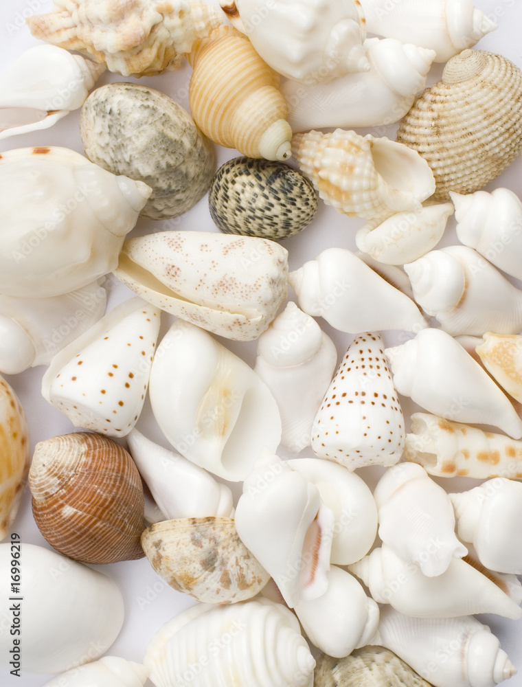 Various colorful seashells on white background