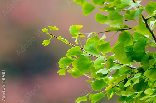 Ginkgo LEaves Against Autumn Backdrop