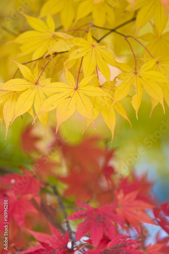 Red and Yellow Autumn Leaves