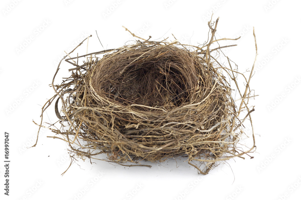 Naklejka premium Ptasie gniazdo