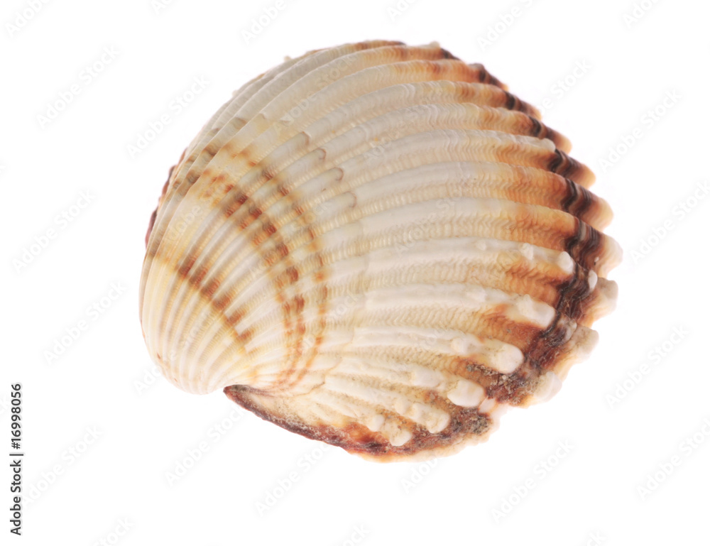 Muschel Muschel