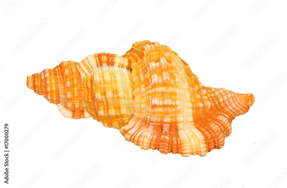 Obraz premium Shell 6