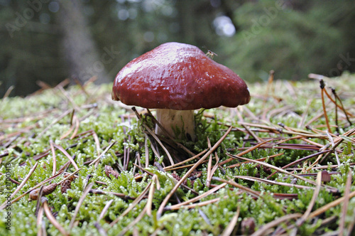 Pilz