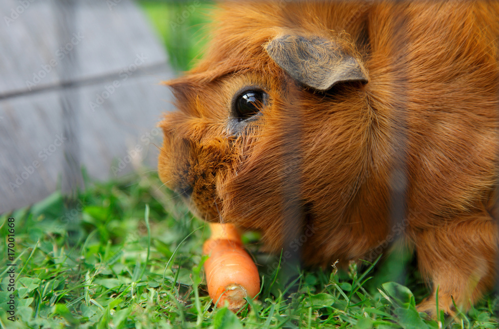 meerschweinchen