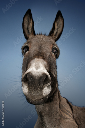 Donkey with blue background