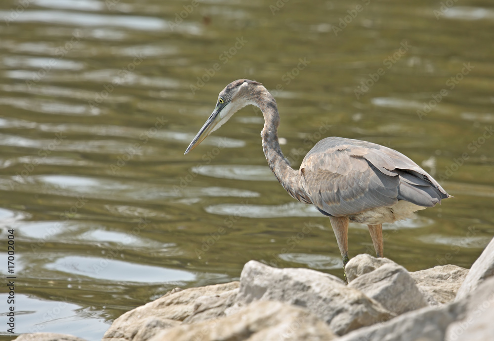 Naklejka premium Great Blue Heron (Ardea herodias)