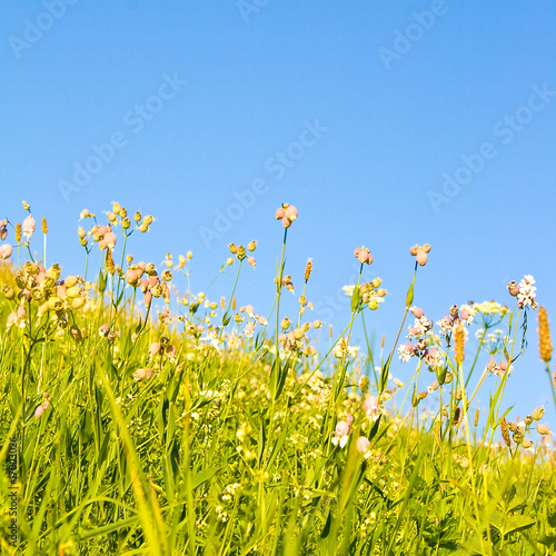 Eine Idyllische Wiese im Sommer