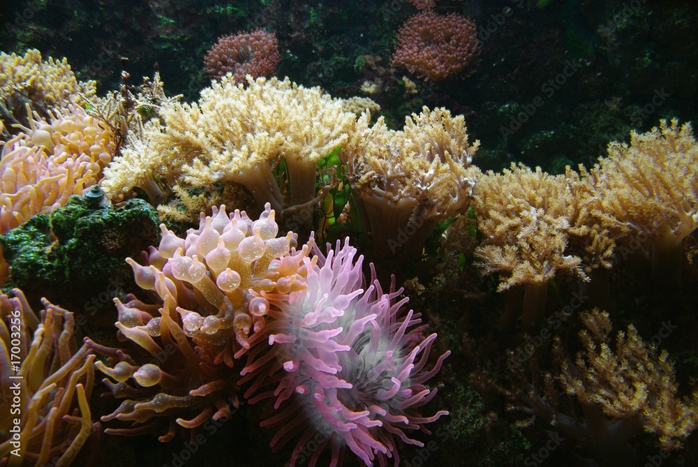Sea anemones Sea anemones