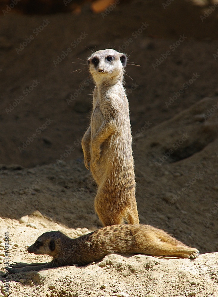 Mongoose pair Mongoose pair
