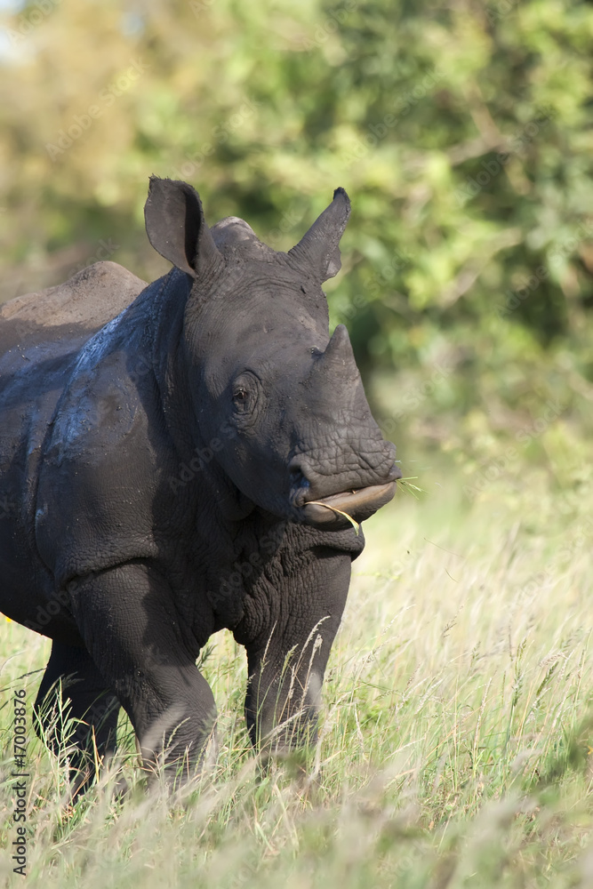 White Rhino Feeding White Rhino Feeding