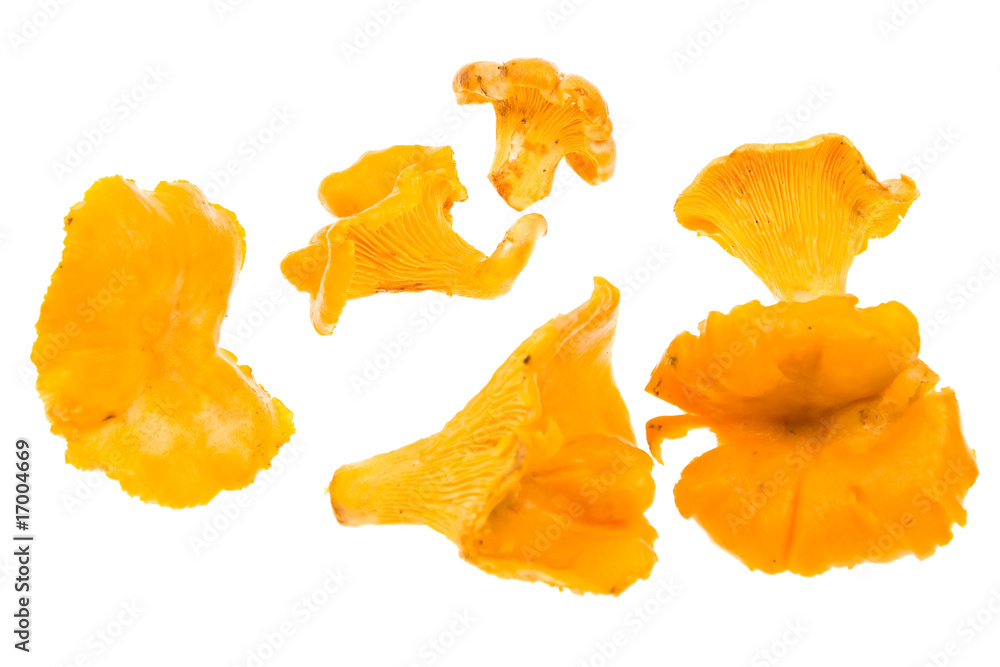 Fototapeta premium Fresh chanterelle isolated on white