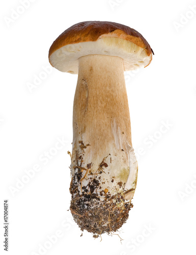 isolated long cep mushroom