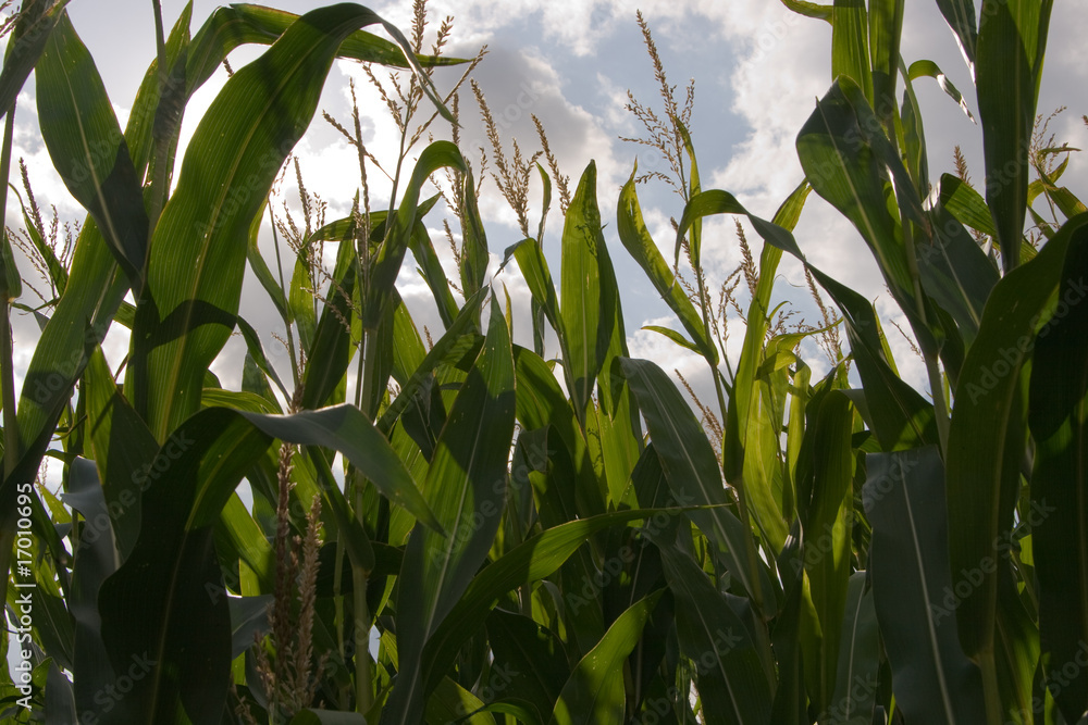 Mais, Nutzpflanze, Landwirtschaft Mais, Nutzpflanze, Landwirtschaft