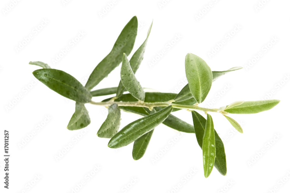 Fototapeta premium olive branch
