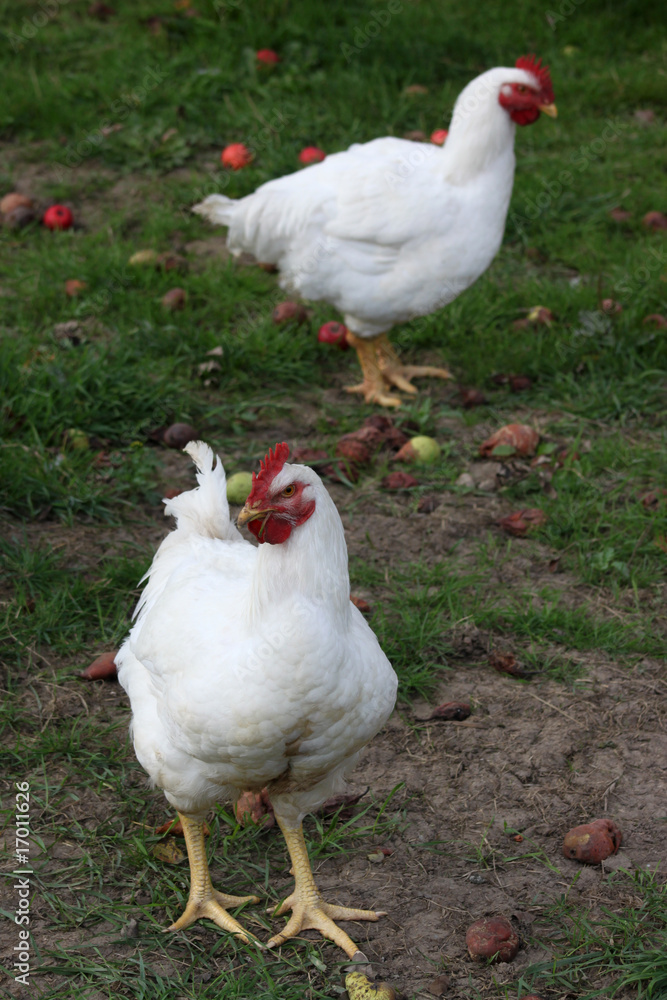 Fototapeta premium glückliche Hühner 1