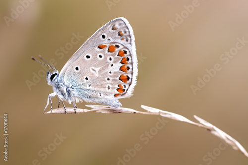 Wallpaper Mural Butterfly Torontodigital.ca