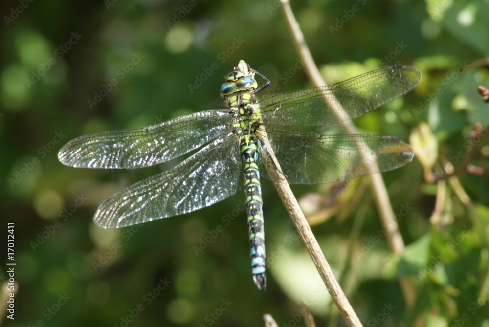 Fototapeta premium Southern Hawker Dragonfly