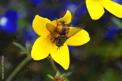 Tachina fera
