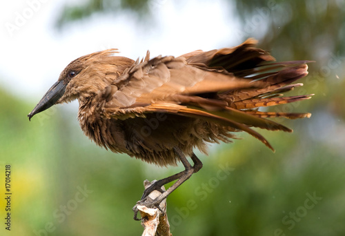 hammerkop bird