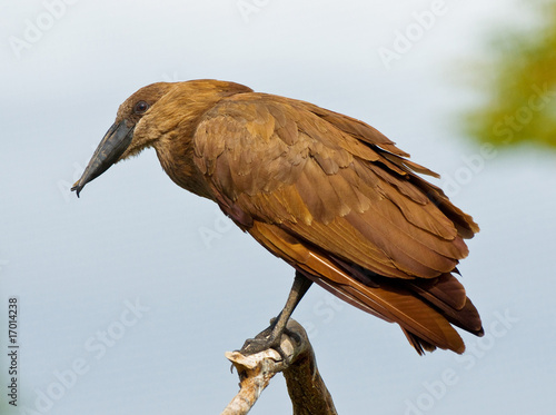 hammerkop bird